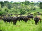 Bufalos, Murchison Falls NP