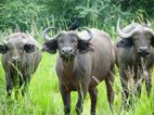 Bufalos, Murchison Falls NP