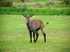 Murchison Falls NP