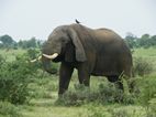 Elefante, Murchison Falls NP