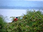 Northern carmine bee-eater, Murchison Falls NP