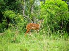 Murchison Falls NP
