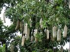  Kigelia africana o arbol de las salchichas,  Murchison Falls NP