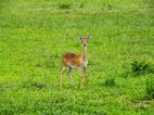Oribi, Murchison Falls NP