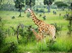 Jirafas, Murchison Falls NP