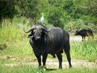 Bufalos, Launch trip, Murchison Falls NP
