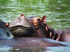 Hipopotamo, Launch trip, Murchison Falls NP