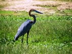 Garza Goliat, Launch trip, Murchison Falls NP