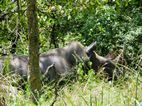 Ziwa Rhino Sanctuary