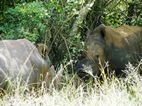Ziwa Rhino Sanctuary