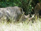Ziwa Rhino Sanctuary