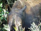 Ziwa Rhino Sanctuary