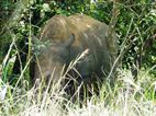 Ziwa Rhino Sanctuary