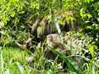 Ziwa Rhino Sanctuary
