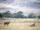 Elands