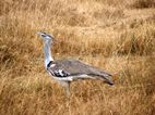 Kori bustard