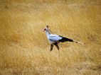 Secretary bird