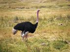 Ngorongoro