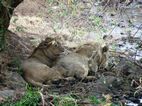 Pareja leones a la sombra