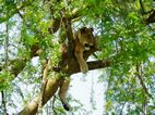 Leones trapadores, Ishasha sector