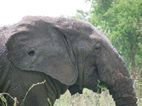 Elefante, Ishasha