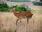 Uganda kob