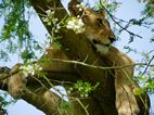 Leones trapadores, Ishasha sector