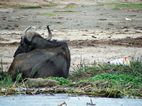 Búfalo y tántalo reposando, Kazinga Channel