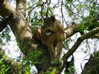 Leones trapadores, Ishasha sector