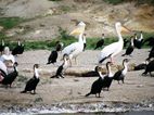 Cormoranes y pelícanos