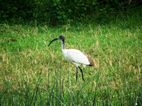 Ibis sagrado