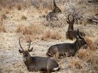 Tarangire NP