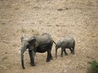 Tarangire NP