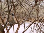 Vervet monkey