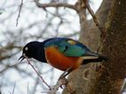Superb starling