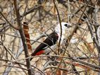 White-headed Buffalo-weaver