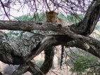 Leopardo
