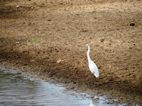 Cattle Egret Ibis
