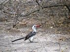 Red-billed Hornbills