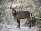 Waterbuck