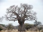 Baobab