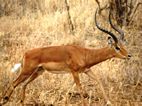 Impala