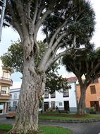 Plaza de la Concepción
