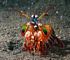 Gamba mantis