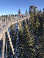 Treetop Canopy Walk, Bachledka