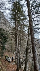 Camino que bordea el lago Bohinj