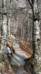 Camino que bordea el lago Bohinj