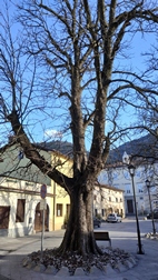 Centro de Vipava