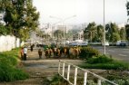 Vacas en Churchill Road