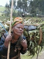 Carregadora de llenya